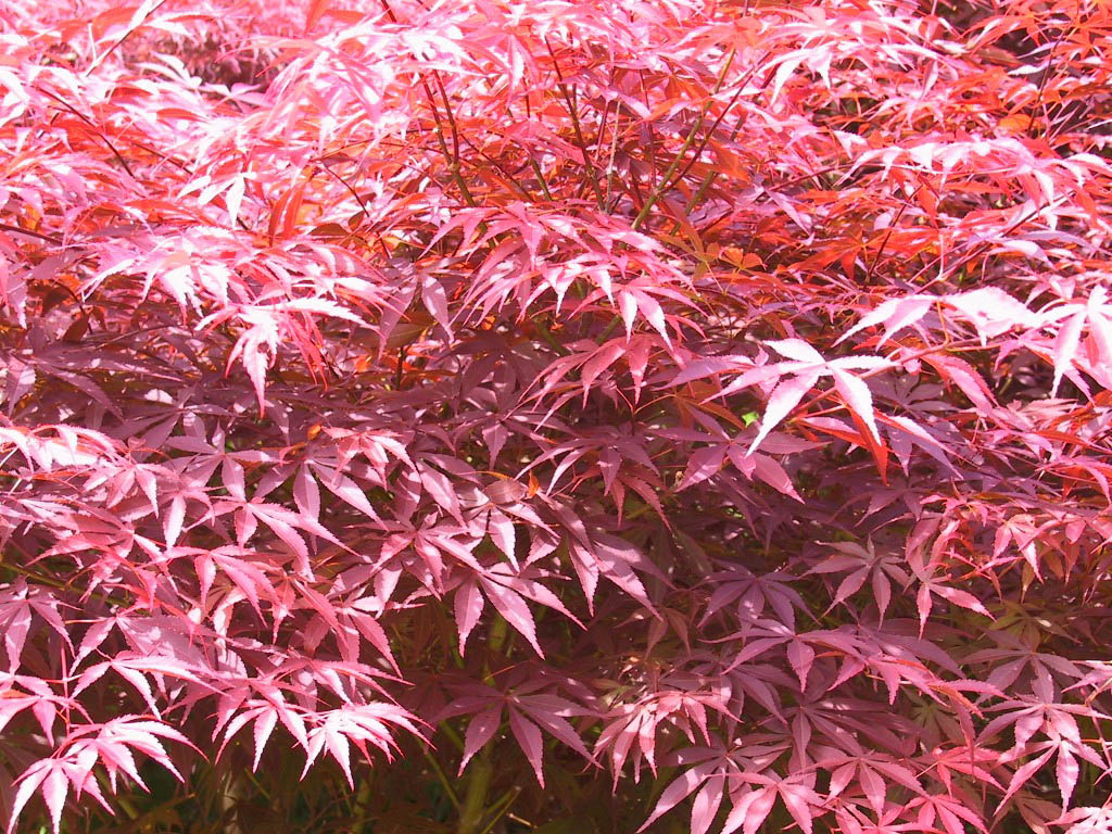 клен 'Atropurpurea'
